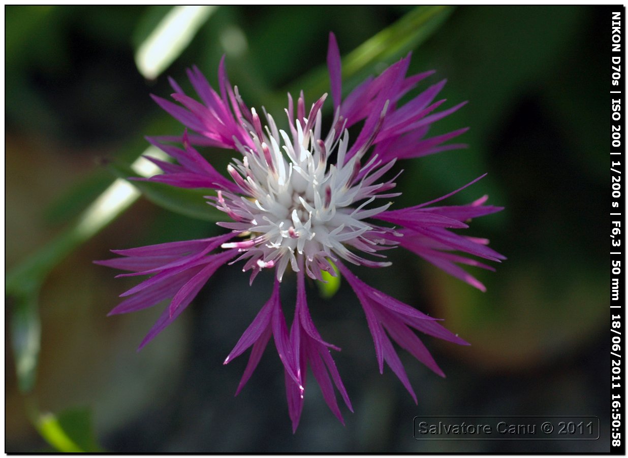 Fiori, naturalmente...  spontanei